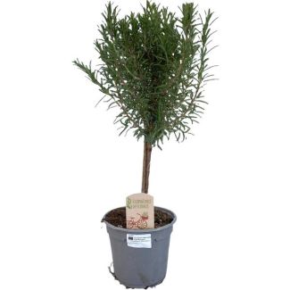 Rosemary on a stem - Ø14cm - ↕45cm