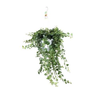 Hanging Ivy Plant
