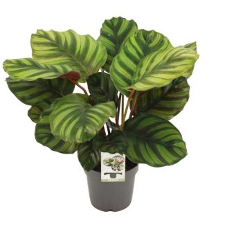 Peacock plant