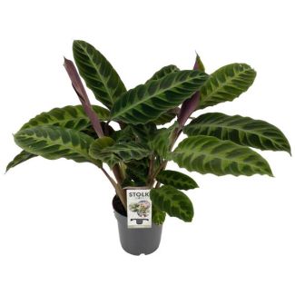 Peacock plant, Leaf velvet