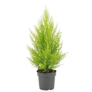 The Gold Cypress/Wilma