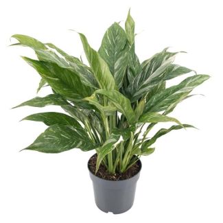 The Variegated Decorative Plant 'Diamond', Green Houseplant, Diamond Variegata - Ø14cm - ↕55cm