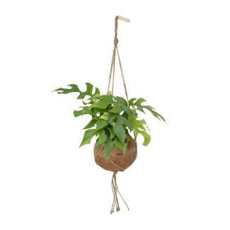 Kokedama Monstera Minima Hanging - Ø15cm - ↕25cm
