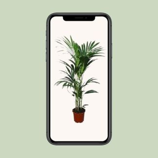 Kentia palm