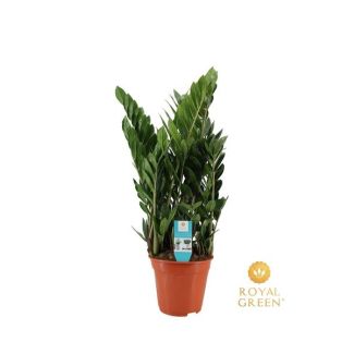 The glossy ZZ plant, Green Houseplant, Zamioculcas 21cm - Ø21cm - ↕75cm