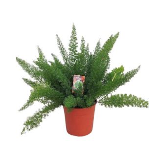 Asparagus D. Meyers - Striking houseplant approx. 60 cm high Ø27cm - Ornamental plant