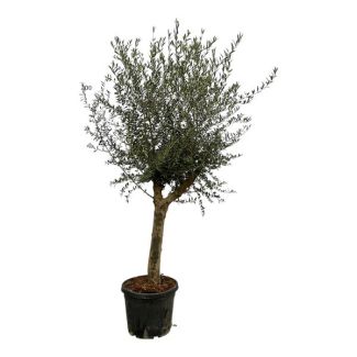 Olive tree