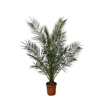 Canary Date Palm