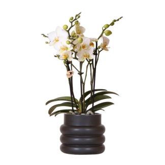 Butterfly Orchid Lausanne in Black Bubble Pot