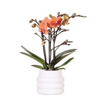 Butterfly Orchid Mineral Bolzano in White Bubble Pot