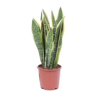 Mother-in-law's tongue, Gold edge plant, Sword-shaped dark green leaf with yellow edge Sansevieria Laurentii - 40cm - ø14