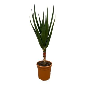Indoor Succulent Aloe Barberae, 170 cm tall, Ø30cm