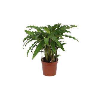 Peacock Plant Calathea Bluegrass for the living room, approx. 35 cm high, Ø12cm