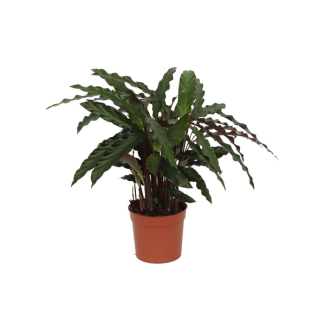 70 cm high peacock plant Calathea Elgergrass, Ø12cm