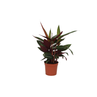 Peacock plant 40 cm tall, Calathea Stripestar for indoors, Ø12cm