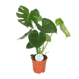 The Swiss Cheese Plant, Green Houseplant, Tropical, Monstera Deliciosa - Swiss Cheese Plant - 65cm - Ø21