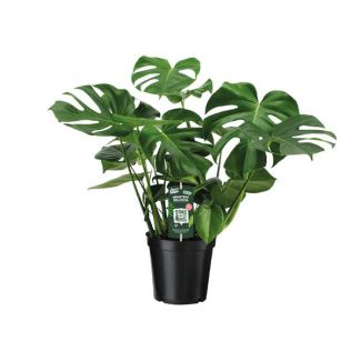 The Swiss Cheese Plant, Green Houseplant, Tropical, Monstera Deliciosa - Swiss Cheese Plant - 65cm - Ø21