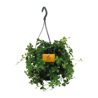 Hanging Plant Wild Vine