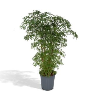 Ming aralia