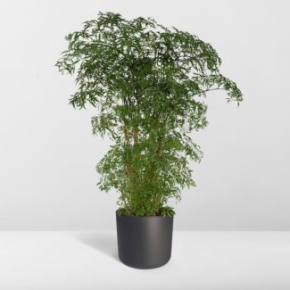 Ming aralia