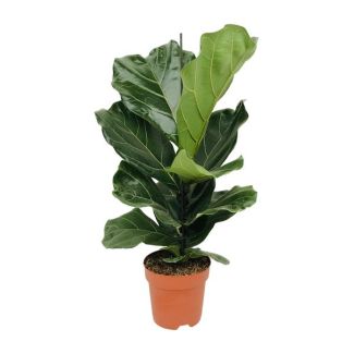 Violin Leaf Plant, Tropical Houseplant, Ficus Lyrata Ø17-75cm High