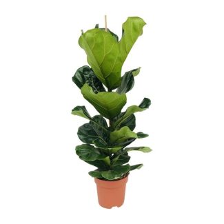 Violin Leaf Plant, Tropical Houseplant, Ficus Lyrata Ø21-100cm High