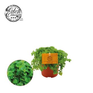 The Creeping Pilea also known as Aluminum Plant or Artillery Plant, Houseplant, Pilea Depressa - Ø10.5cm - ↕15cm