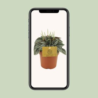 The Dwarf Peperomia Plant, Houseplant, Green Houseplant, Peperomia Napoli Nights - Ø10.5 cm - ↕15 cm