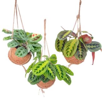 3 Pieces Prayer Plants in Kokodama Pot