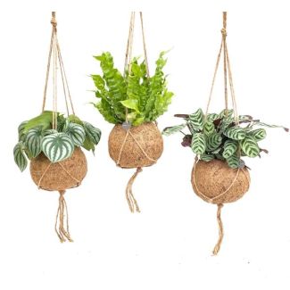3 Pieces Tropical Hanging Plants in Kokodama Pot