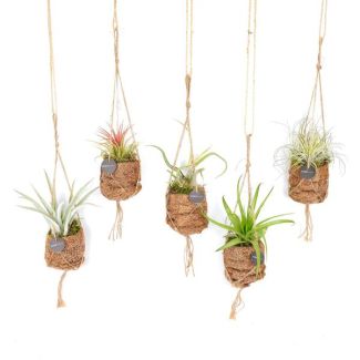 8 Pieces Air Plants in Kokodama Pot