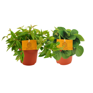 2 Pieces Peperomia