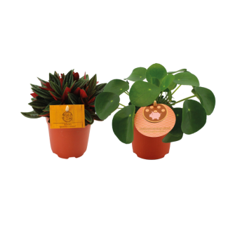 1x Pancake Plant 1x Peperomia Rosso