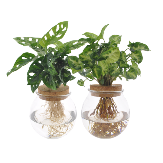 Ball Glass Duo Monstera Adansonii/Syngonium Green - 2 pieces - Ø12cm - ↕12-30cm