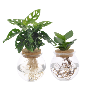 Ball Glass Duo Monstera Adansonii/Clusia - 2 pieces - Ø12cm - ↕30 cm