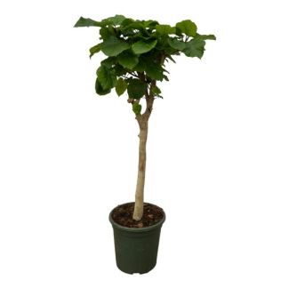 Ficus Umbellata Indoor Tree - 130 cm High on Trunk - Ø33 cm