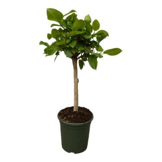 Ficus Altissimo variegata - indoor fig tree - 100 cm - potted plant on a trunk - Ø21cm