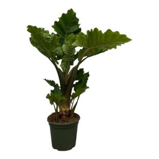 75 cm tall tropical houseplant Alocasia Low Rider - Ø26cm