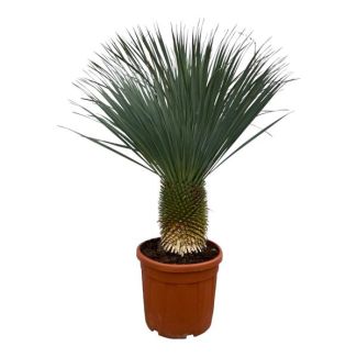 Blue Palm Lily