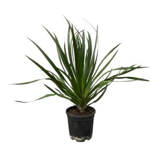 Dragon Blood Tree, Houseplant, Garden Plant, Tropical Plant, Dracaena Draco - 100 cm - Ø24cm