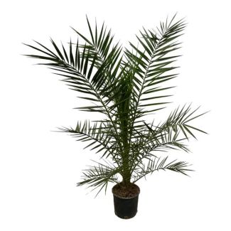 The Canary Date Palm