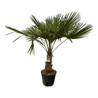 Chinese Fan Palm