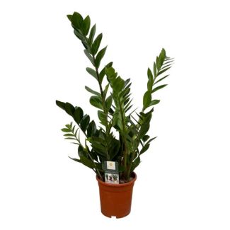 ZZ-Plant (Zamioculcas zamiifolia) - 75 cm - Ø17 cm - Robust Elegance