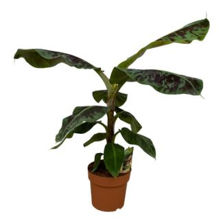 70 cm Lush Banana Plant - Musa - Ø19cm