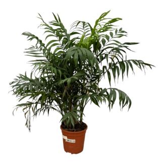Mexican Dwarf Palm, Houseplant, Palm, Chamaedorea Elegans - Ø24cm - approx ↕100cm
