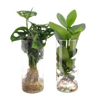 Duo set in glass Monstera and Clusia