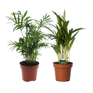 1x Mexican Mountain Palm, 1x Areca Palm, Green Plants, Dypsis lutescens, Parlor Palm; Chamaedorea elegans Ø12cm - ↕40cm