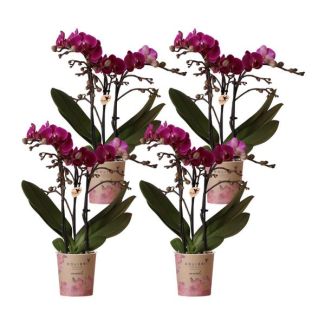 4 Pieces Butterfly Orchids Morelia