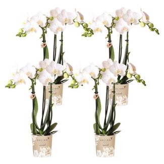 4 Pieces Butterfly Orchids Amabilis
