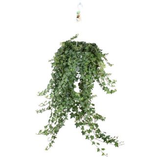 Hanging plant, Ivy / English Ivy, Hedera helix ‘Pittsburgh’ – Hanging/XXL – Ø24 cm ↕60cm